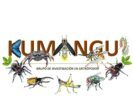 logo kumangui